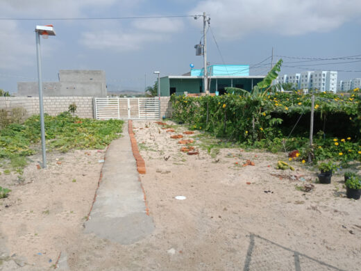 The teacher left Saigon to return to her hometown, planting a rose garden on the sand