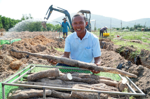 Grow yam and earn billions