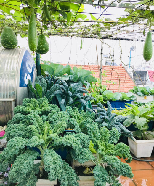 Terrace farmers race to grow ‘old cabbage’ vegetables