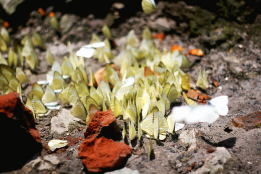 On holiday, come back to Cuc Phuong to check in butterfly season