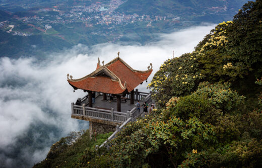 Azalea flowers bloom on the top of Fansipan on the occasion of April 30 and May 1