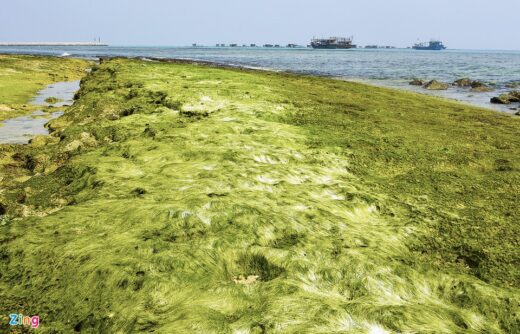 Green moss from volcanic deposits on Ly Son island