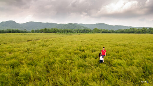 Thousands of fields of root crops in Con Son