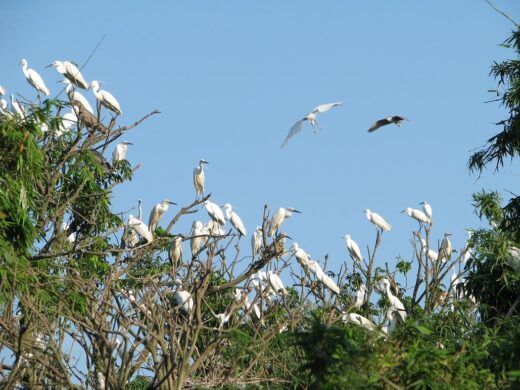 The kingdom of storks in Hai Duong