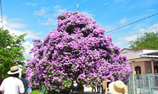 The ‘divine’ mausoleum tree in Binh Thuan has blossomed