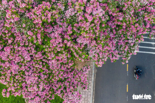 In early summer, come to Bao Loc to see the pink phoenix on the street corner