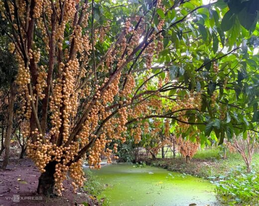 Strawberry garden covered with fruit from root to branch in Can Tho