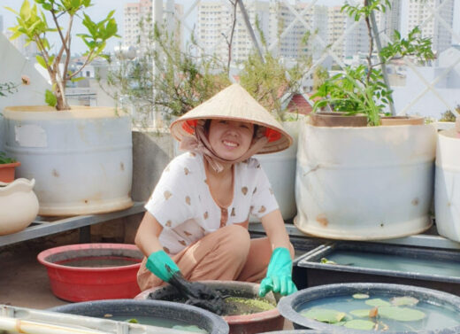 Bringing mud to the terrace to grow lotus