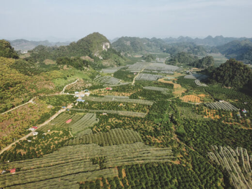 Moc Chau organizes plum picking festival