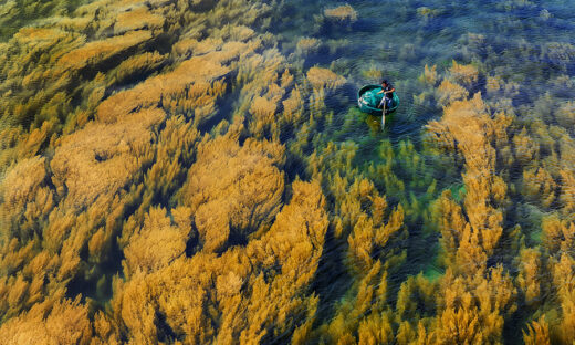 Underwater forest adds glitter to central Vietnam beach