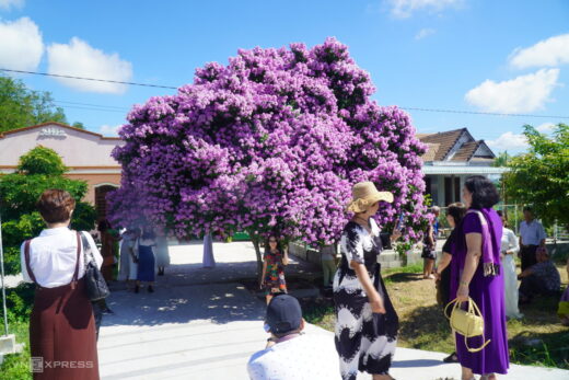 The mausoleum tree attracts visitors in Binh Thuan