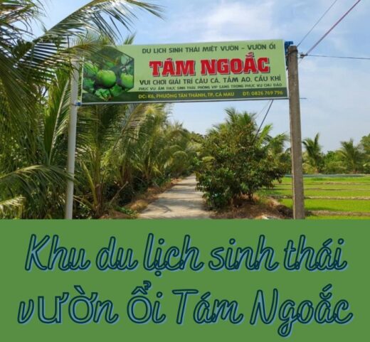 Tam Ngoac guava garden eco-tourism area – an attractive entertainment place in Ca Mau