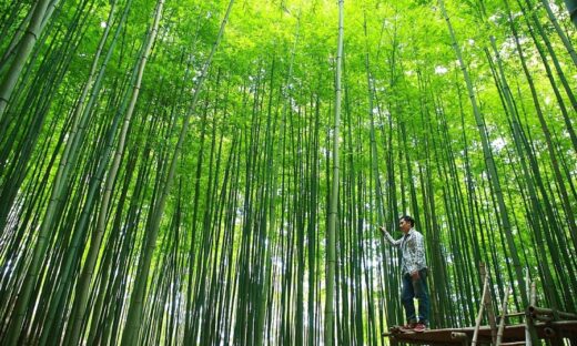 A green journey across Vietnam captured by two photographers