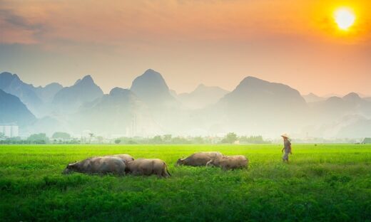 Native lensman captures Ha Nam at its most bucolic