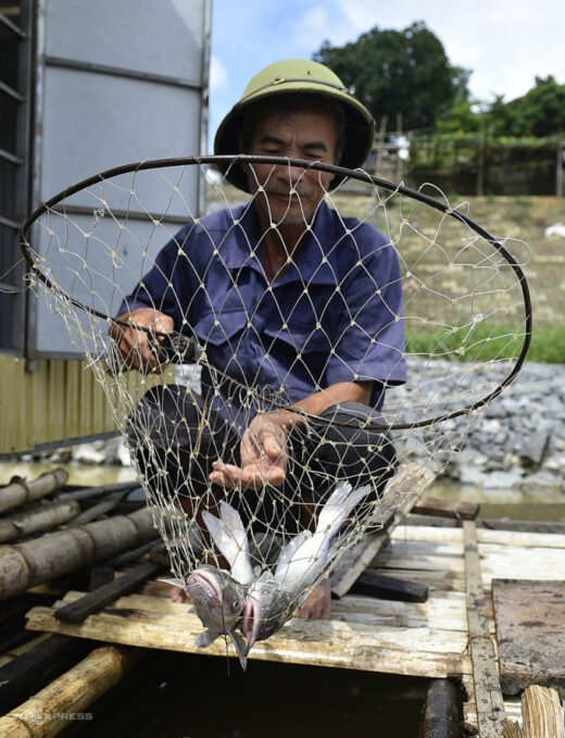 Breeding lentils upstream of the Ma River