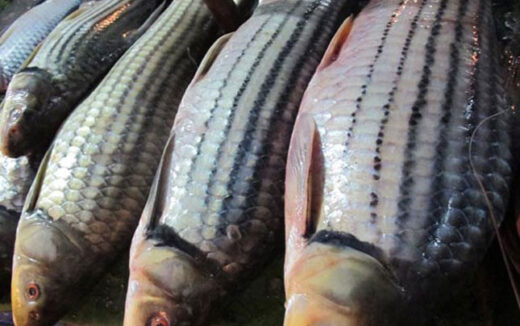 Striped melon fish: The fish that lives up to 50 years carries the flavor of the Central Highlands