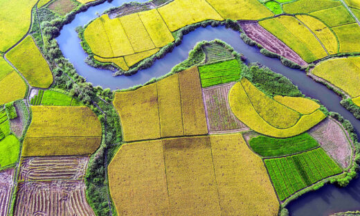 Paddy fields in northern valley don golden hue as harvest season comes