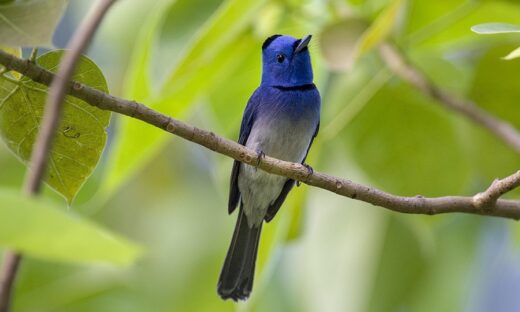 Rare birds, photographers flock to green spaces in HCMC