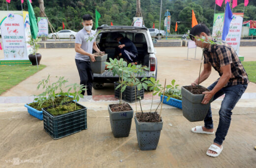 Ngoc Linh ginseng contest￼