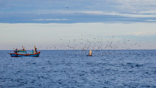 Excited, bursting with the moment of witnessing blue whales hunting in the sea of ​​De Gi