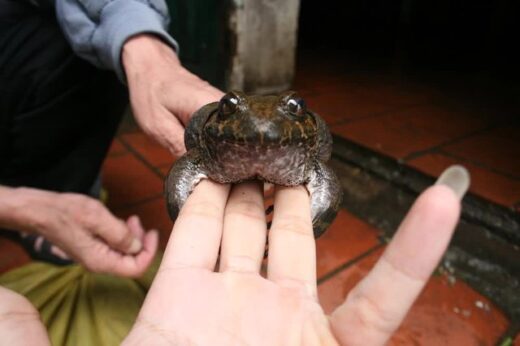 This type of frog is a specialty of Lang Son province, the price is 10 times higher than the copper frog, which is always sought after by consumers.