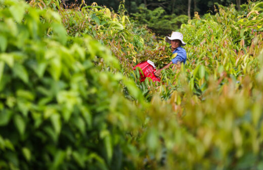 Growing forest vegetables earns nearly 900$ per month in Tay Ninh