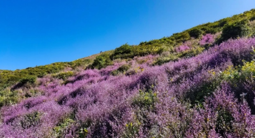 The field of purple flowers is as sweet as the fairyland on the “roof of Yen Bai”