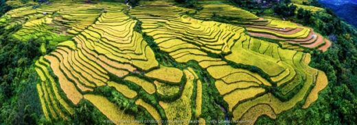 Coordinates viewing of beautiful and peaceful terraced fields in Tuyen Quang