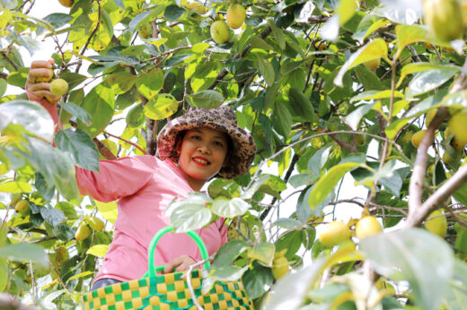 Growing Yen Du persimmon earns hundreds of millions of dong per crop