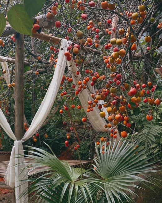 Countless reasons to prepare warm clothes so as not to miss the weather and fruit season of Dalat at the end of this year