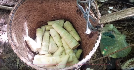 The season of breaking bamboo shoots in the highlands