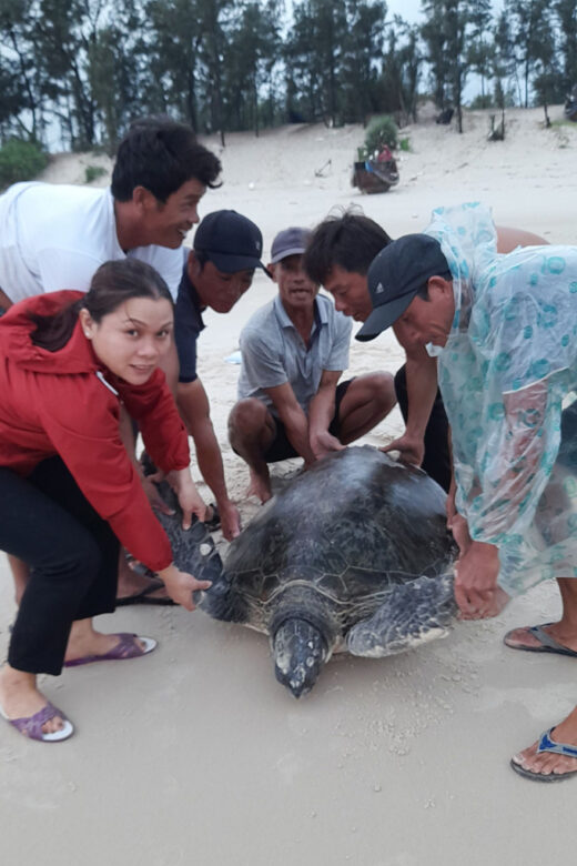 Release nearly 100 kg sea turtles into the wild