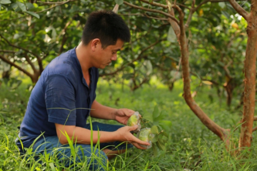 Unique guava in the shape of gold bars with the word Fortune in Hai Duong