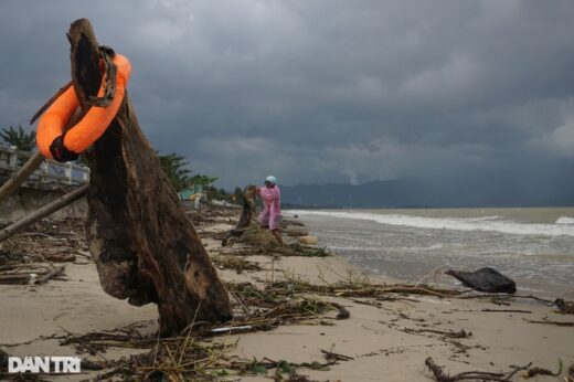 People rush to collect firewood after heavy rain, making millions of VND every day