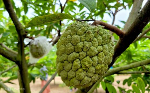 Growing ‘giant’ Custard apple has earned thousand dollar