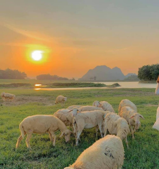 Impressive sheep grazing fields in Vietnam make the virtual life enthusiasts standstill