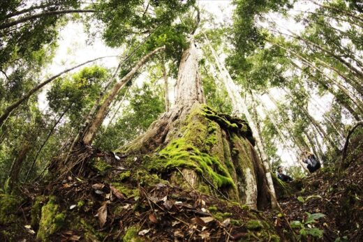 The thousand-year-old ‘Kingdom’ of Po mu on the Truong Son mountain range