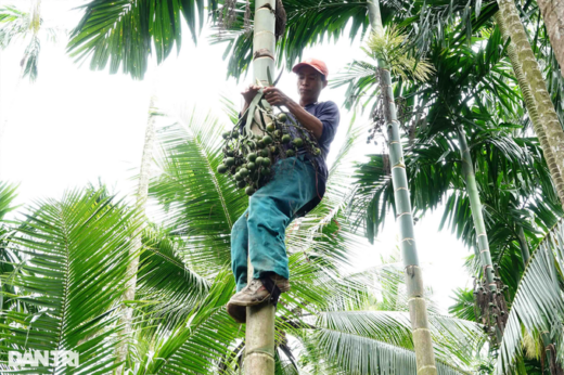 Heartbroken, frowning at “Spider-Man” running on a body tree Arecaceae