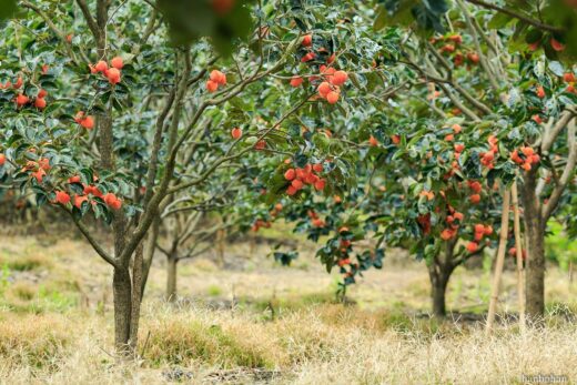 Go to Da Lat to enjoy the red berry wind-hung persimmon