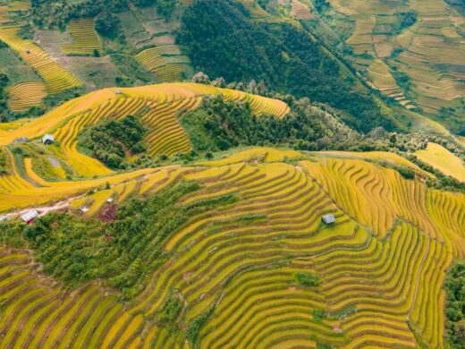 Raspberry Hill is ‘irresistibly beautiful’ in Mu Cang Chai, not everyone knows