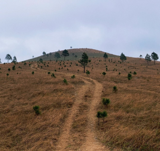 See the beautiful and poetic burning grass season on Phuong Hoang hill, Quang Ninh