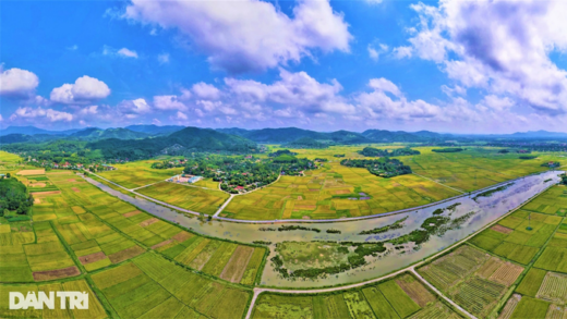 A unique way of harvesting rice where the harvester “loses”