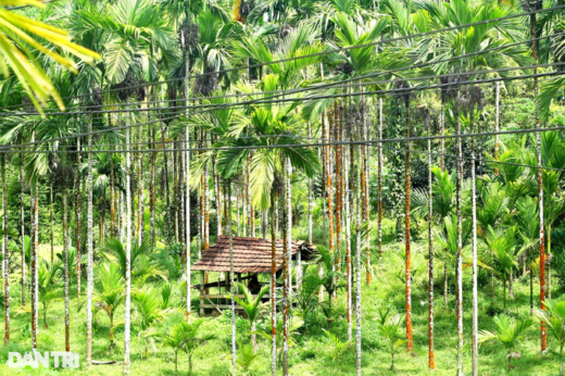 Planting areca on the hill, the garden is beautiful like a movie set, and farmers count money evenly