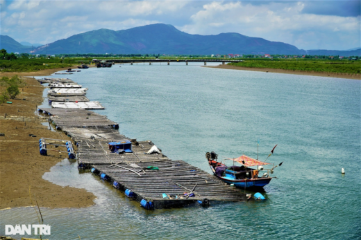 Farming seafood “miracle medicine” on… ropes, collecting tens of millions of dong per crop