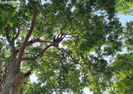 Climbing to the top of the tree to harvest ‘black gold’, farmers pocket thousands of dollars