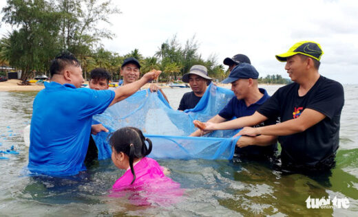 Water shrimp going to the red shore of Phu Quoc beach, hotel owners and guests pull together to shovel and pull water shrimp