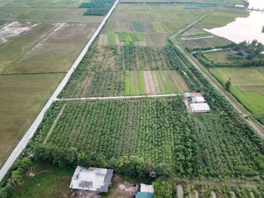 Returning home to ‘hug’ 10 hectares of land, 9x youths planted all kinds of trees, generating more than 1 billion VND in revenue