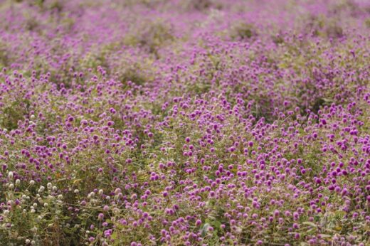 Young people eagerly check in the romantic purple cypress flower season in the heart of Hanoi