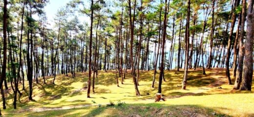 Yen Minh pine forest – camping spot in the rocky plateau