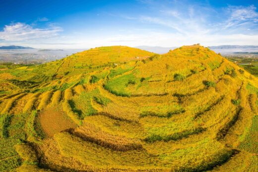 ‘Terraces’ of wild sunflowers dyed yellow by R’Chai volcano